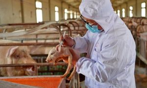 Livestock Disease Prevention Tips