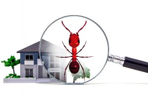 Pest Control Success Tips