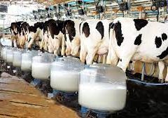 18 Tips to Become Dairy Farming Consultant