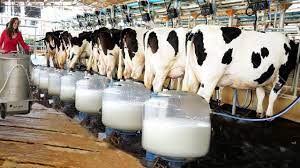 Dairy Farming Consultant 