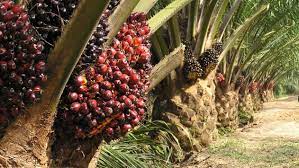 Palm Oil Investment