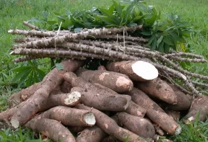 Improved cassava varieties