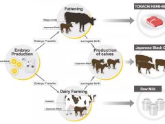 Top 9 Livestock Business Processes