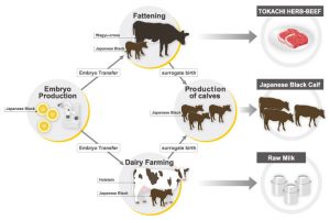 Livestock Business Processes